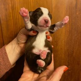 Pumpkin - Red & white male Miniature Australian Shepherd puppy in Marysville, Washington from Garay Mini Aussies
