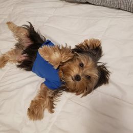 Yorkshire Terrier Puppies from Island Lake Yorkies