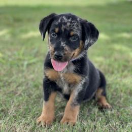 Beauceron and Doberman Pinscher Puppies from Elitehaus
