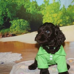 Cockapoo Puppies from JP Cockapoos LLC