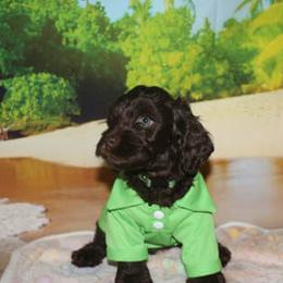 Cockapoo Puppies from JP Cockapoos LLC