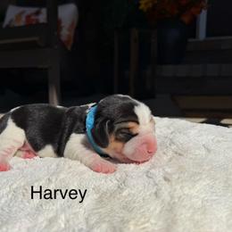 Harvey - Black white and tan male Beagle puppy in Mansfield, Missouri from Rippee Creek Kennel