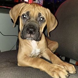 Cane Corso from Rah Olympians