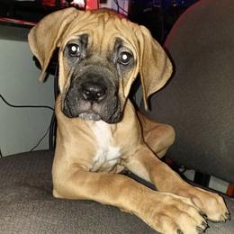 Cane Corso from Rah Olympians