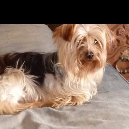 Oliver - Yorkshire Terrier