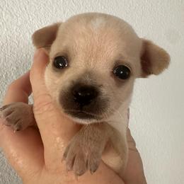 Dahlia - Cream and white female Chihuahua puppy in Coweta, Oklahoma from Green Country Chihuahuas