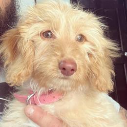 Gypsy - Dachshund