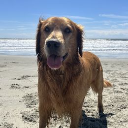 Leo - Golden Retriever