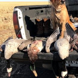 Golden Retrievers from Golden Acres LLC