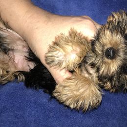 Yorkshire Terrier Puppies from Alaska’s Baby Yorkies