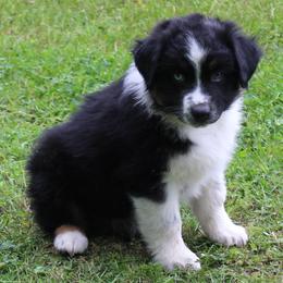 Wren - Black tri-color female Australian Shepherd puppy in Kansas, Oklahoma from Windy G Farm