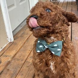 Yellow - Red  male Poodle puppy in Summit, Mississippi from poodles and doodles llc