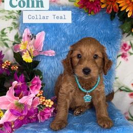Colin (Teal) - Cream male Goldendoodle puppy in Miami, Florida from Katy's Toy Poodles