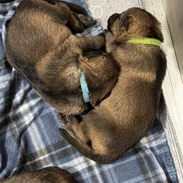 A1-8 Sable Boy (Runt) - Sable male German Shepherd puppy in Lincoln, California from Valor-K9s