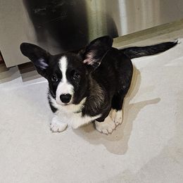 Mr Green - Brindle and white male Cardigan Welsh Corgi puppy in Livermore, Colorado from Rowe Family