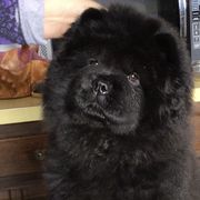 Mercy - Chow Chow puppy in Marengo, Iowa from Imagine Chows