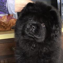 Mercy - Chow Chow puppy in Marengo, Iowa from Imagine Chows
