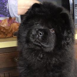 Mercy - Chow Chow puppy in Marengo, Iowa from Imagine Chows