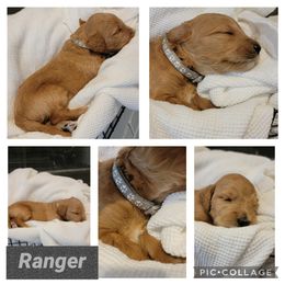 Goldendoodle Puppies from Nicole Christensen