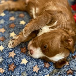 Australian Labradoodle Puppies from Cascade Canyon Labradoodles