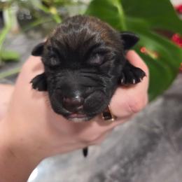Bear (Blue) - Black brindle male Dutch Shepherd puppy in Signal Mountain, Tennessee from Torgun Police Dogs