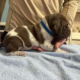 Dark blue band boy - Liver roan male German Shorthaired Pointer puppy in Sylvania, Alabama from Turner Delightful Dachshund Farm & German Short Hair Pointers