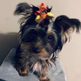Yorkshire Terrier Puppies from Missy Lu Lap Puppies