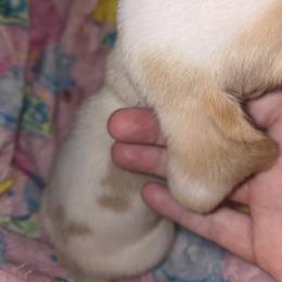 Basset Hound Puppies from Violet Lane Basset Hounds