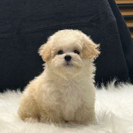 Dasha - Champagne female Maltipoo puppy in Oakland, Kentucky from Imperial Dogs
