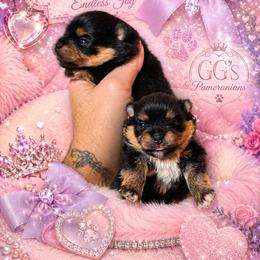 Wisdom - Black and tan female Pomeranian puppy in Oologah, Oklahoma from GG's Pomeranians