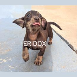 Hazy - Chocolate and cream female Dachshund puppy in Missouri from Eridox Dachshunds