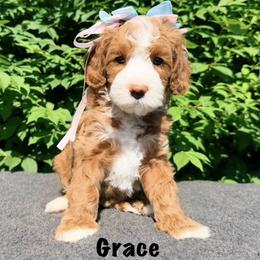 Monarch Grace - Apricot female Australian Labradoodle puppy in Mason, Michigan from Monarch Labradoodles