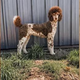Watson - Poodle