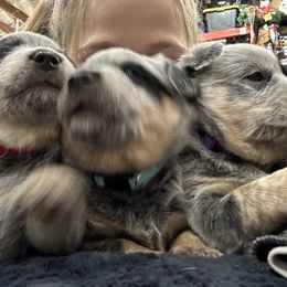 Australian Cattle Dog Puppies from June's Australian Cattle Dogs