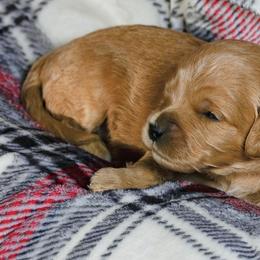 Coal - Red  male Goldendoodle puppy in Boise, Idaho from Goldendoodle Baby
