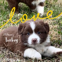 (6) Turkey - Red tri female Miniature Australian Shepherd puppy in Huntington, Texas from JKKJ Farms