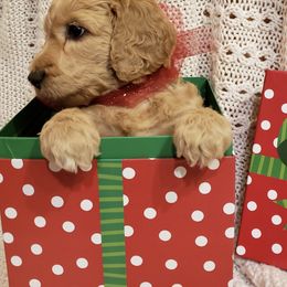 Golden Retriever and Goldendoodle Puppies from Penny Doodles