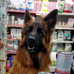 Marcello - German Shepherd