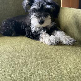 Miniature Schnauzer Puppies from Sue’s Miniature Schnauzers