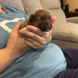 Boots - Chocolate male Havanese puppy in Ceredo, West Virginia from Lisa’s Havanese