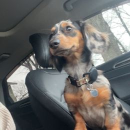 Oakley - Dachshund