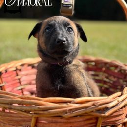 Immoral- purple - Fawn sable female Belgian Malinois puppy in North Carolina from Furia Ignis Belgian Malinois