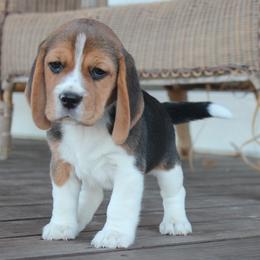 Mattie - Black tan and white female Beagle puppy in Morrill, Kansas from Kelle Beagles