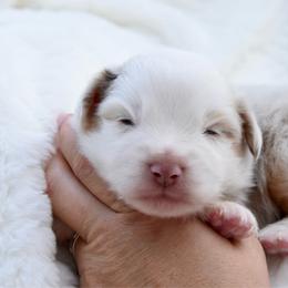 Final Say - Red merle male Toy Australian Shepherd puppy in Chickasha, Oklahoma from Rustic Lace