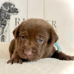Aqua Collar Chocolate Female - Chocolate female Labrador Retriever puppy in Gainesville, Georgia from Rucker Retrievers