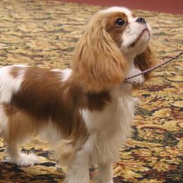 Cavalier King Charles Spaniels from OnTheMark