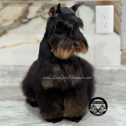 Luther - Miniature Schnauzer