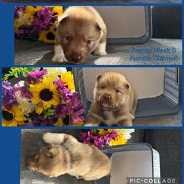 Franky - Red and white female Siberian Husky puppy in Canton, Ohio from Bleu Skies Siberian Huskies