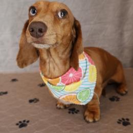 Blue - Dachshund