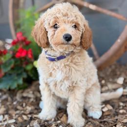 Orphie - Apricot female Goldendoodle puppy in Oxford, Pennsylvania from FriendlyPals
